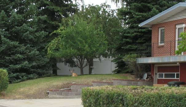 Deer resting in residential yard Helena, Montana