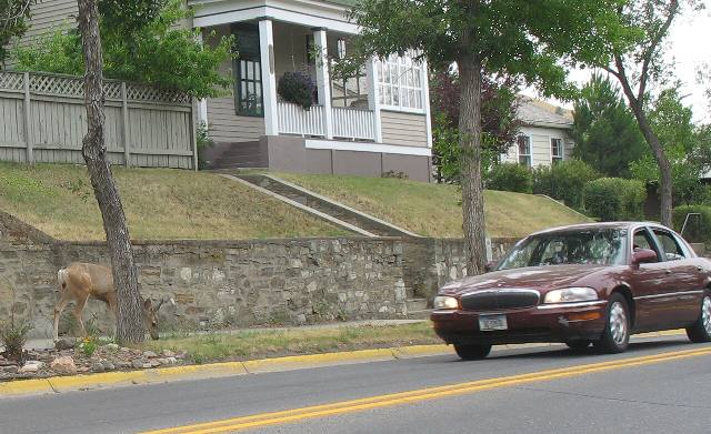 Deer grazing in residential area of Helena, Montana