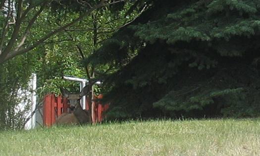 Deer resting in residential yard in Helena, Montana