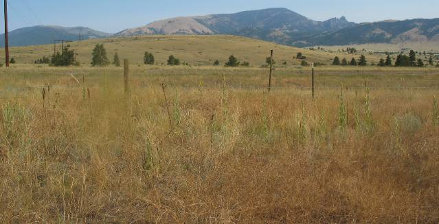Sieben Ranch and Hilger Hereford Ranch in Montana