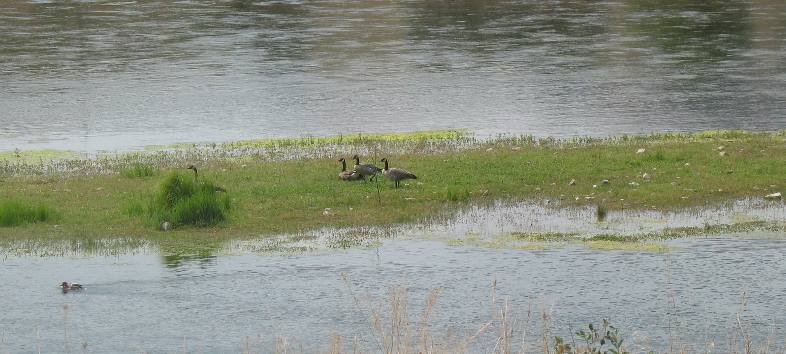 Canada geese & Missouri River