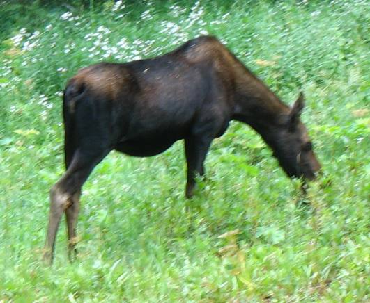 Mother moose and calf