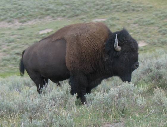 Solitary Bull Buffalo