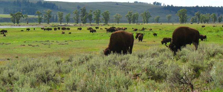 Buffalo in the Lamar Valley near the Northeast entrance to Yellowstone National Park