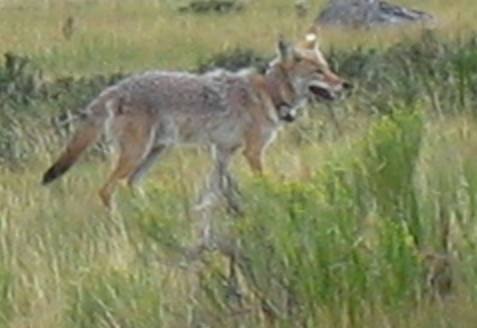 Lamar Valley Coyote with tracking collar