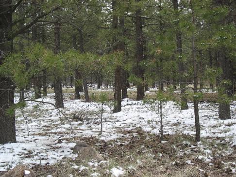 Pines and snow on Mt Taylor