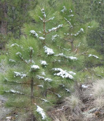 Pines and snow on Mt Taylor