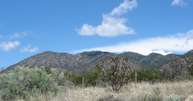 Cholla Cactus