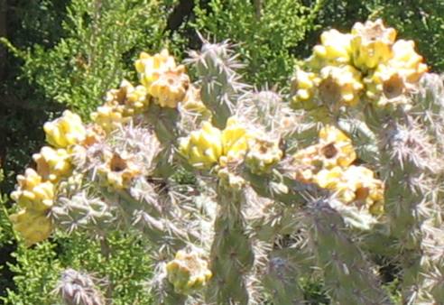 Cholla cactus with fruit
