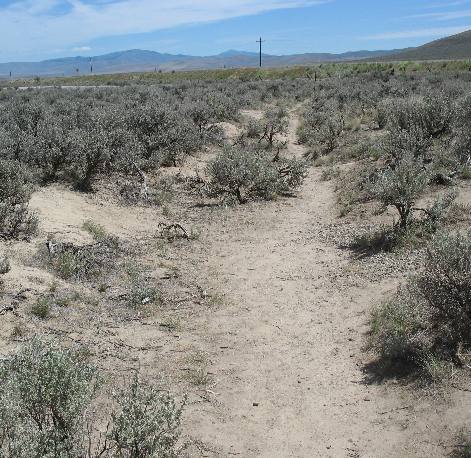 Oregon Trail Ruts Baker City, Oregon