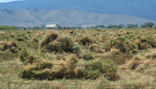 Baker Valley hay field