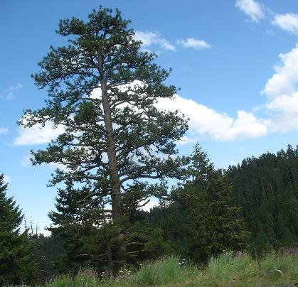 Ponderosa Pine