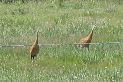 Sandhill cranes in Sumpter Valley