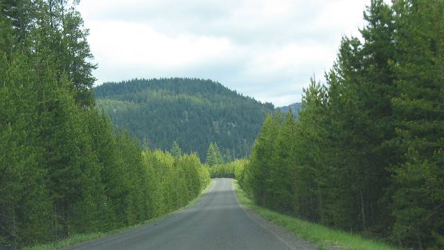 Lodgepole pine