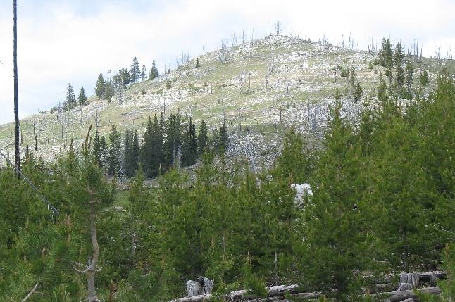 Mountain pine beetle devistation