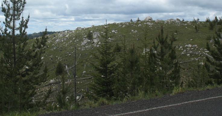 Mountain pine beetle devistation