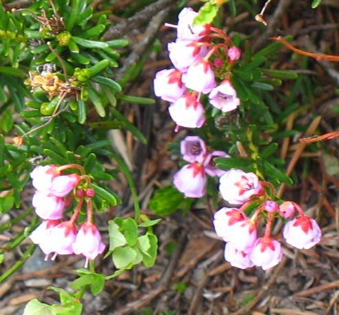 Flowers around Anthony Lake in the Elkhorn Mountains of Oregon