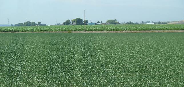 Irrigated fields along the Snake river in Oregon near the Idaho town of Weiser