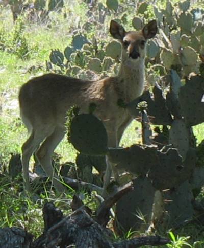 Cactus and deer, how Texas is that?