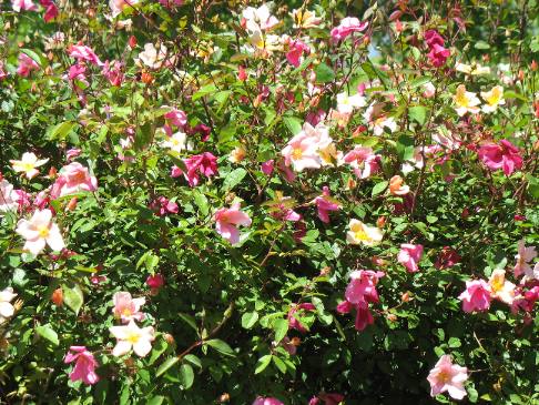 Roses are popular shrubs in Fredricksburg