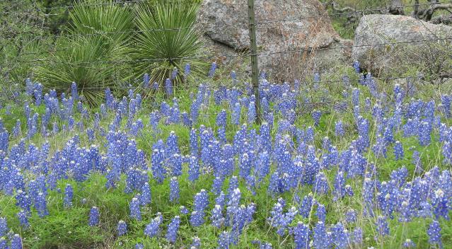 A granite outcrop, sotol and bluebonnets