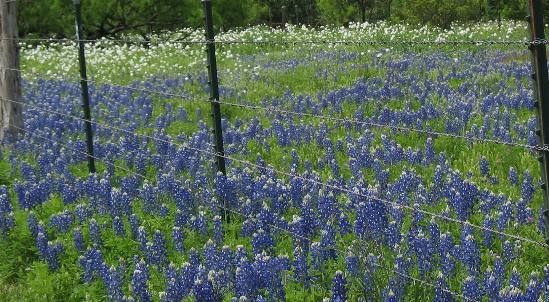 Bluebonnets & White Prickly Poppy along Willow Loop in Texas Hill Country