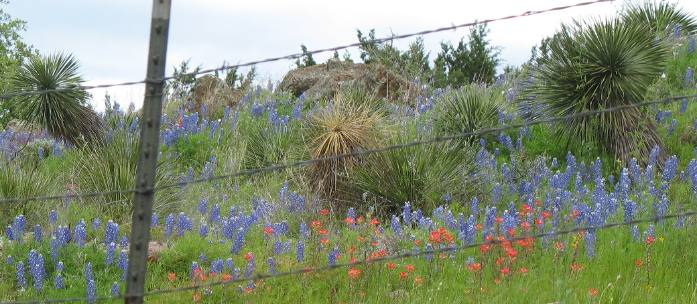 Yucca, sotol, bluebonnets & Indian paintbursh on Willow Loop scenic drive
