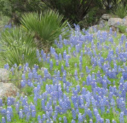 Sotol and bluebonnets