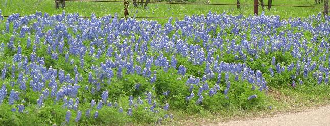 Bluebonnets
