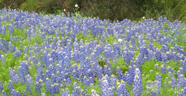 Bluebonnets