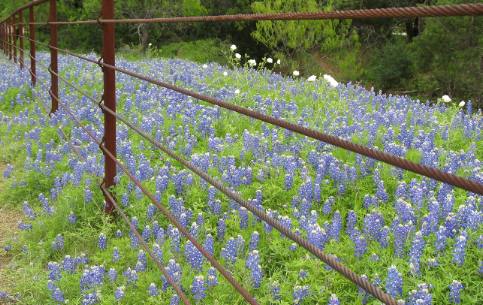 Bluebonnets