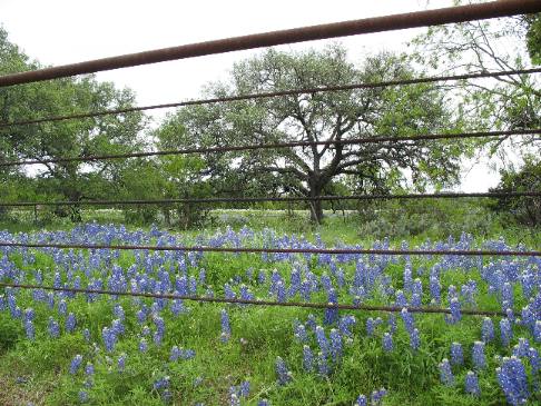 Bluebonnets
