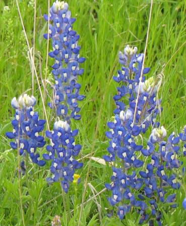 Bluebonnets along Willow Loop north of Fredericksburg, Texas