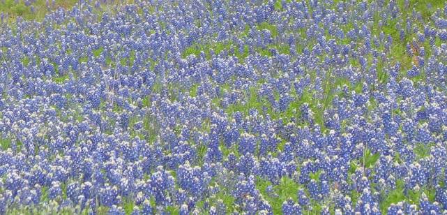 Texas Hill Country Bluebonnets north of Fredericksburg, Texas on the Willow Loop Scenic Drive