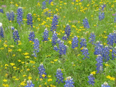 Bluebonnets along Willow Loop in the Texas Hill Country