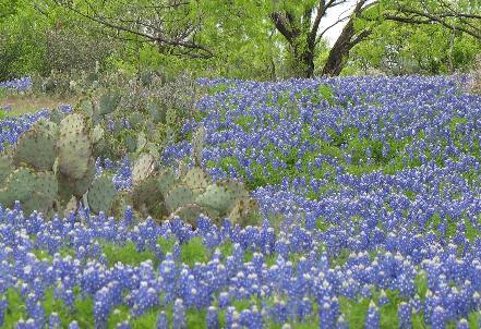Bluebonnets & cactus, how Texas