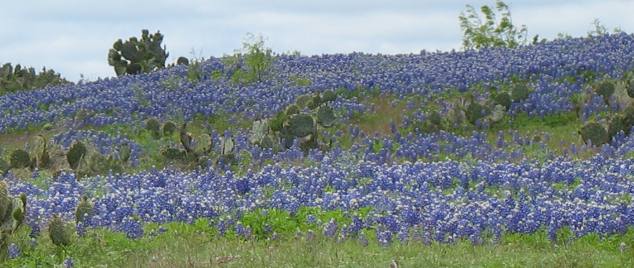 Bluebonnets & cactus