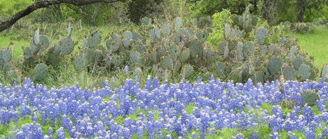 Bluebonnets & cactus