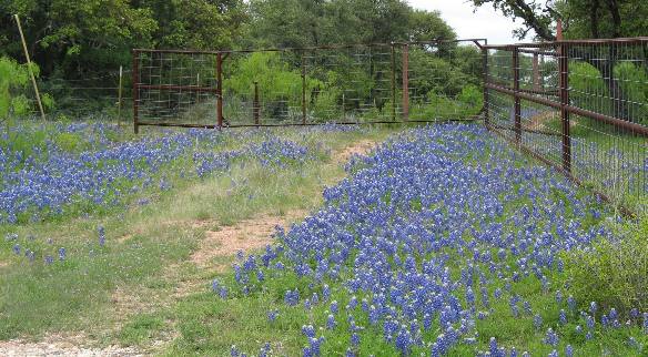 Bluebonnets around the gate to a Texas Hill Country Ranch