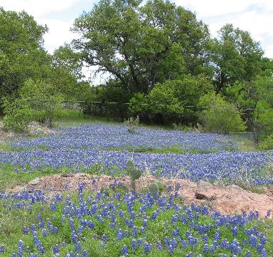 Bluebonnets