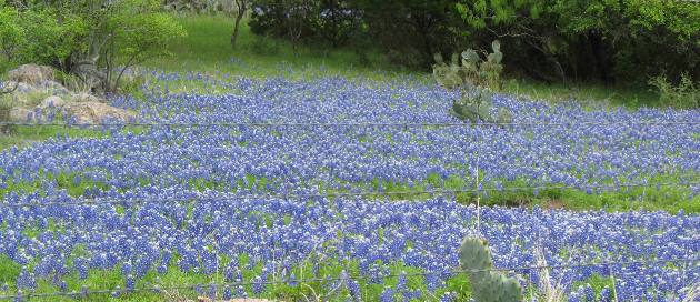 Texas Hill Country bluebonnets