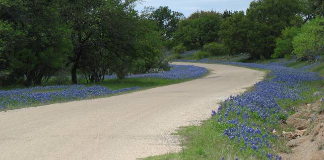 Texas Hill Country bluebonnets and live oaks