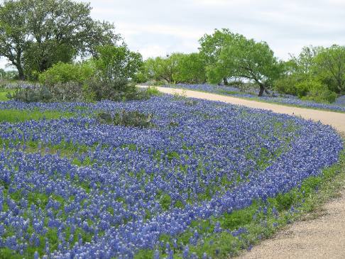 Texas Hill Country bluebonnets