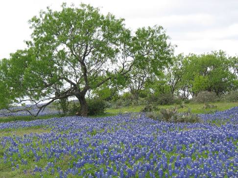Bluebonnets & Live Oak north of Fredericksburg in the Texas Hill Country