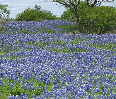 Bluebonnets in the Texas Hill Country north of Fredericksburg
