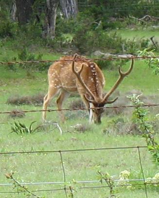 Axis deer