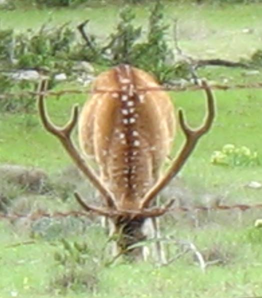 Axis deer