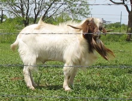 Goat