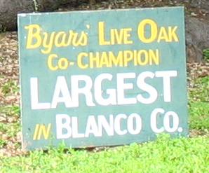 Byars' Live Oak....... Champion Tree (Largest in Blanco County)
