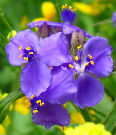 Purple Wart